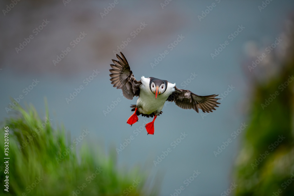 Obraz premium Atlantic puffin (Fratercula arctica), also known as the common puffin.