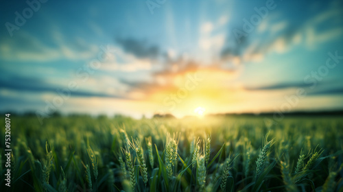 L'émeraude dorée : Un champ de blé vert ondoyant sous le soleil