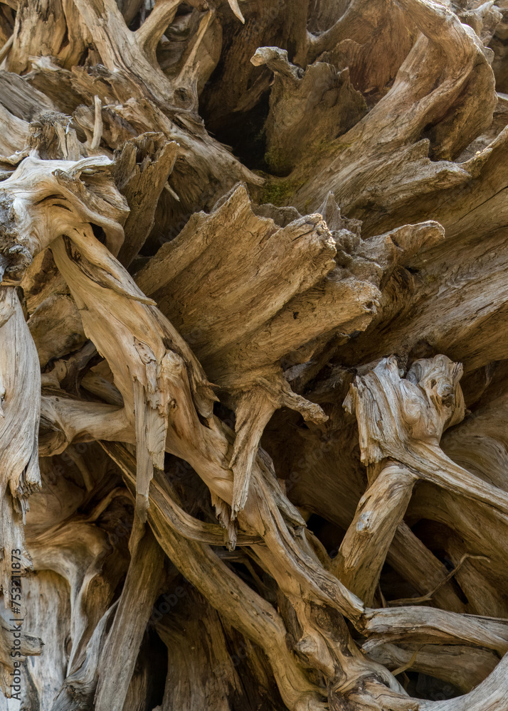 Weathered Driftwood sculpture from a large piece of roots in Tofino, BC, Canada Weathered Driftwood sculpture from a large piece of roots in Tofino, BC, Canada