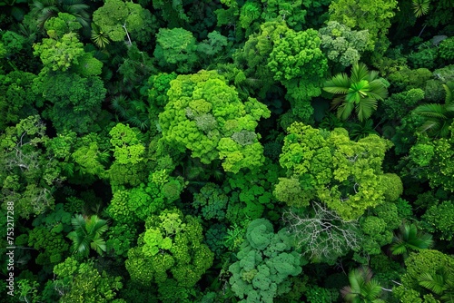 Dense Vibrant rainforest canopy from a bird's eye view Highlighting the biodiversity