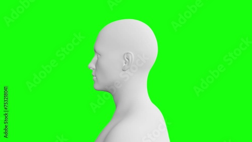 Human Male Head. 3D Model. 360 Degrees rotation (turntable). Isolated on green screen (chroma)