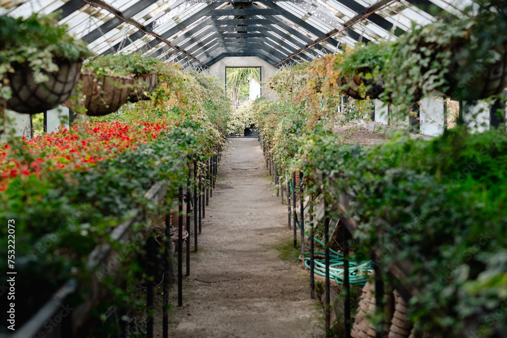 Naklejka premium An enchanting pathway leads through a vintage greenhouse, flanked by vibrant hanging baskets and lush potted plants. The symmetrical perspective invites viewers into a world of botanical beauty.