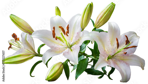 Elegant blooming lilies with buds isolated on white background
