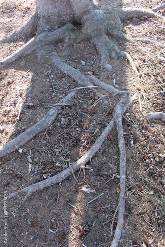 roots in the forest