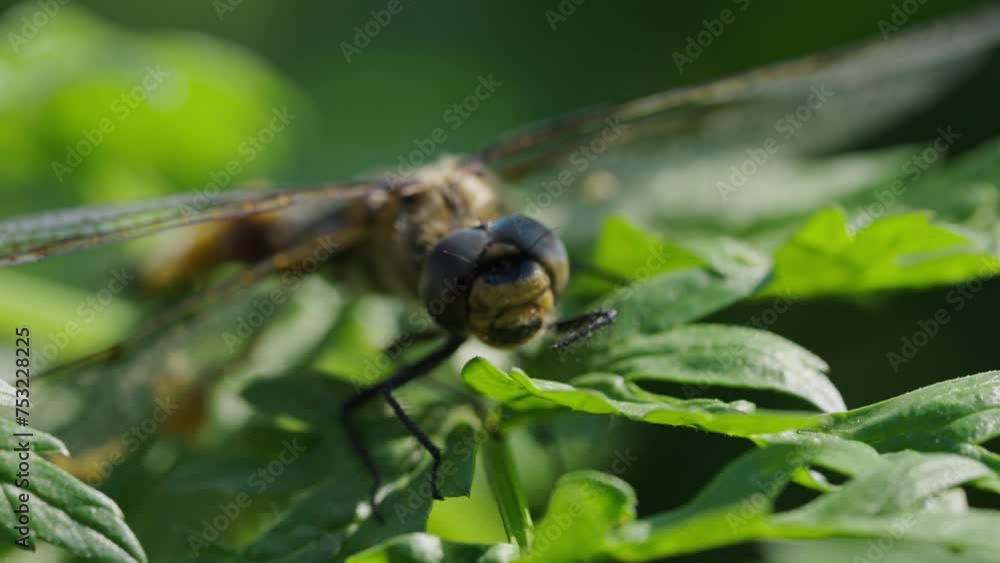 Dragonfly Resting on Foliage. A detailed close-up captures a dragonfly at rest, its multifaceted eyes and transparent wings detailed against a backdrop of green leaves. Macro Shot of a Dragonfly on Dragonfly Resting on Foliage. A detailed close-up captures a dragonfly at rest, its multifaceted eyes and transparent wings detailed against a backdrop of green leaves. Macro Shot of a Dragonfly on