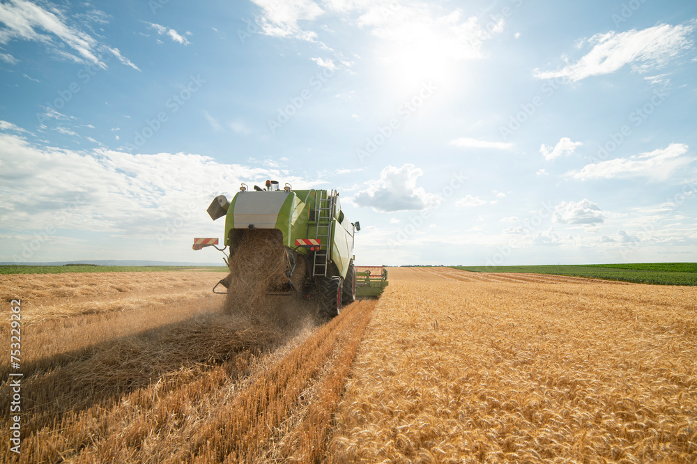 Fototapeta premium Harvesting wheat harvester on a sunny summer day