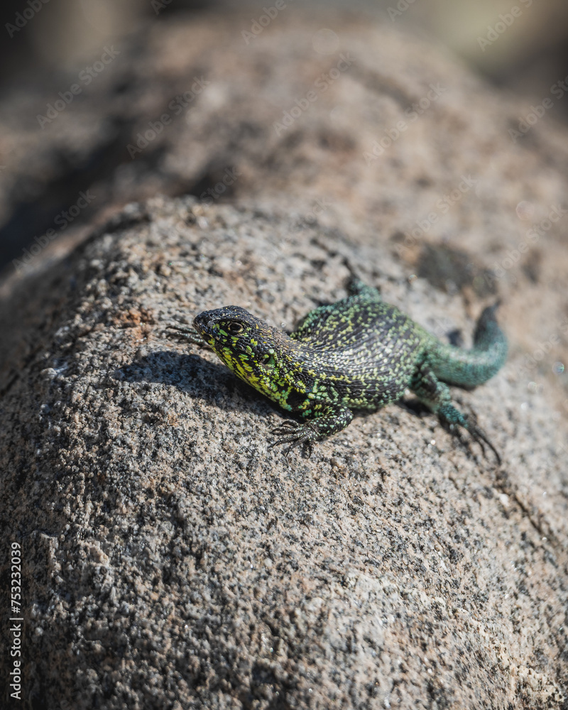 lagarto posando encima de roca con colores vivos