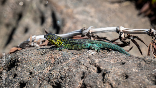 lagarto acostado en roca con colores vivos turquesa azul verde y amarillo