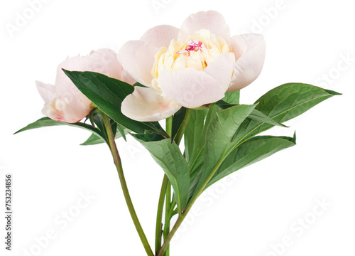 White peonies flowers isolated on white background.
