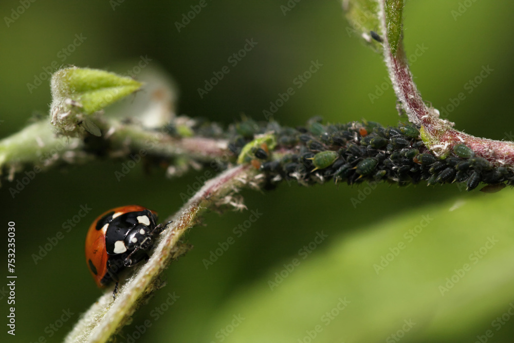 Ladybird on leaf shoot near colony of greenfly Ladybird on leaf shoot near colony of greenfly