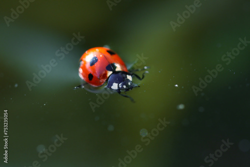 Ladybird swimming on surface in small pool of water