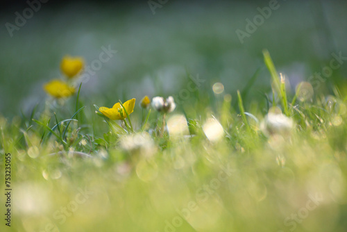 Grass lawn close up with clover and buttercup weeds © stuart