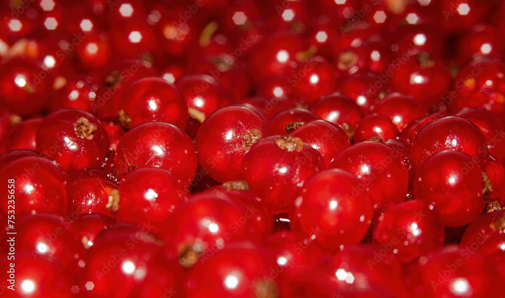 Background of bright red currant berries. Selective focus Background of bright red currant berries. Selective focus