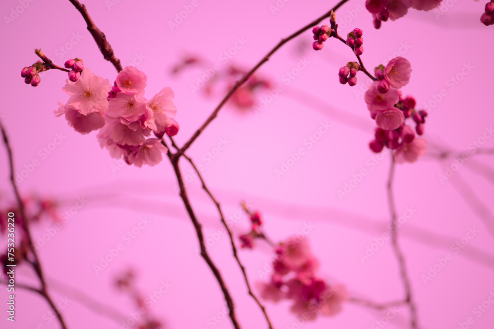 Japanese flowering cherry, pink touch Japanese flowering cherry, pink touch