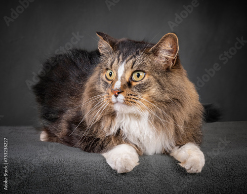 Beautiful Domestic Long-Haired Cat Laying Down and Looking To The Side