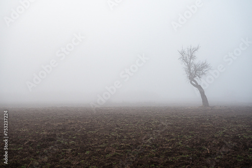 Landscape fog rural tree