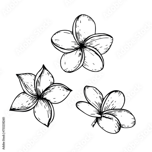 Tropical vector plumeria flowers illustration on isolated background. Beautiful botanical hand painted linear exotic frangipani. For designers, spa decoration, postcards, wedd