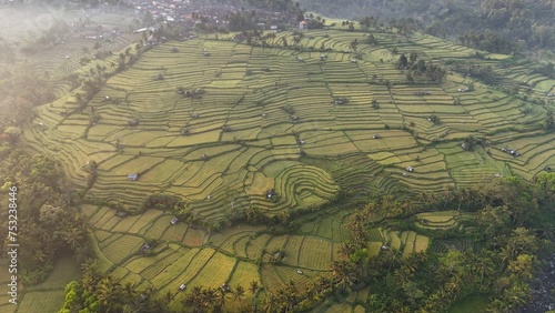 terraced rice field