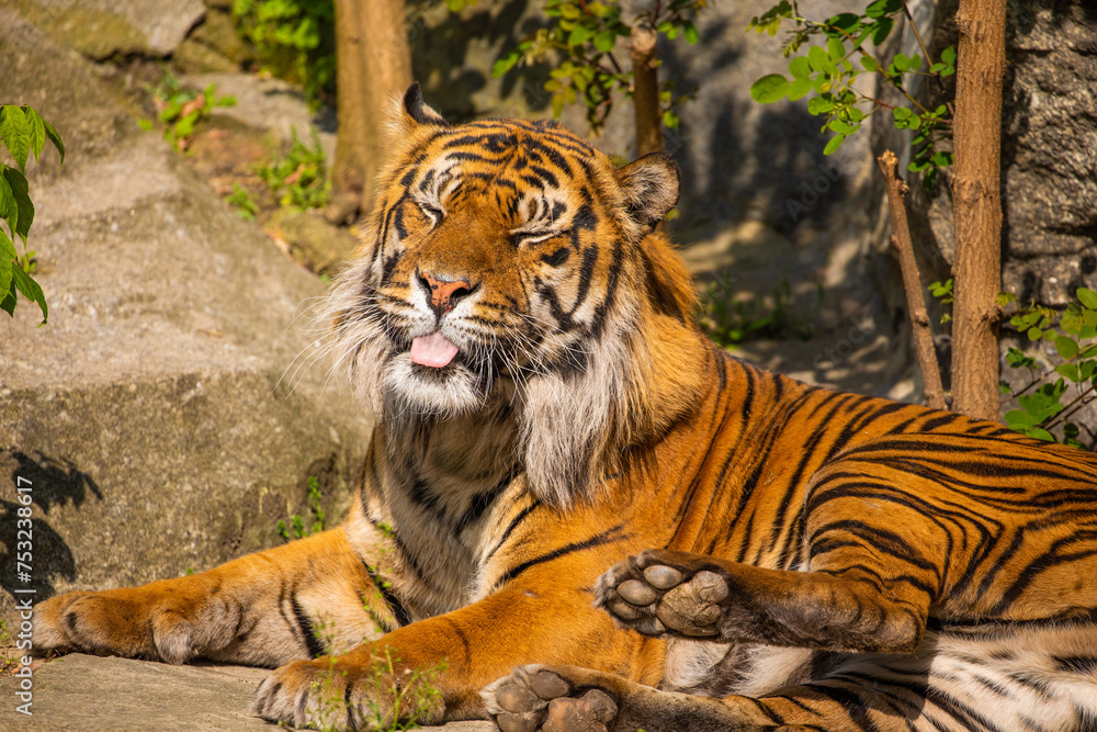 Obraz premium critically endangered Sumatran tiger