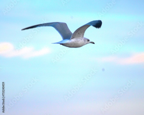 Seagull in flight © Randy West