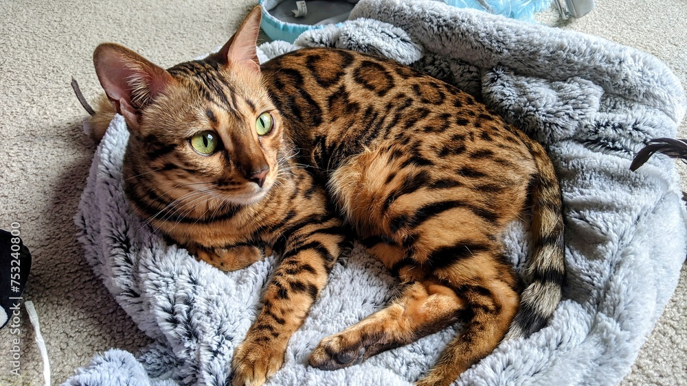 Obraz premium Bengal Cat in Plush Bed with Green Eyes Alert and Curious