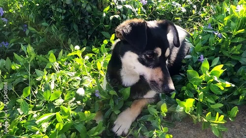 Dog lying in vinca minor flower. Outtdoor view. photo