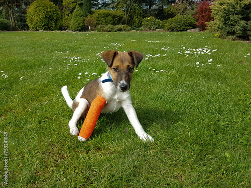 Canvas Print Smooth fox terrier with broken leg in plaster