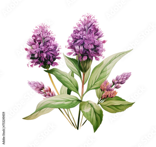 Watercolor vector illustration spikenard. Hand drawn vector illustration isolated on white background.