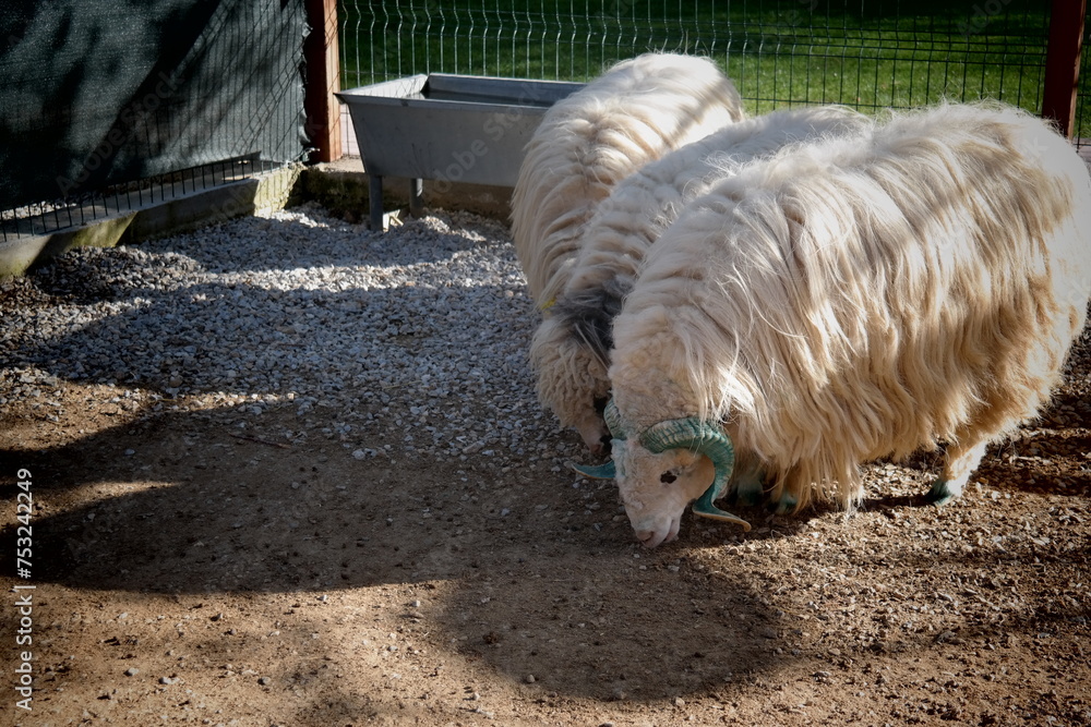 Breed sheep living in the zoo. The Sarda is a breed of domestic sheep ...