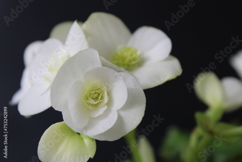 Begonia gracilis is a plant species in the family Begoniaceae. White begonia. 