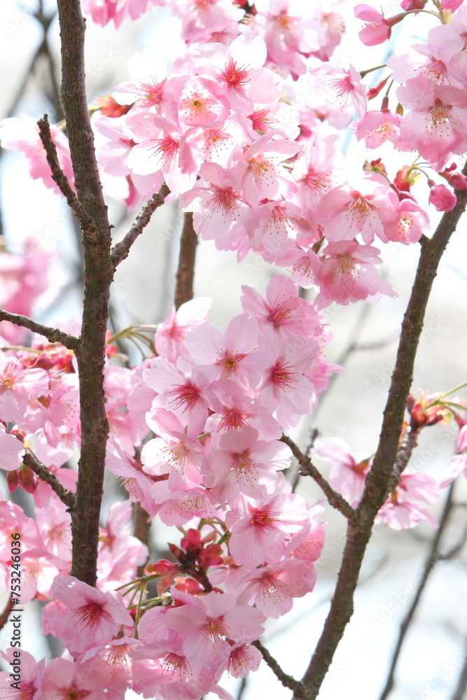 Obraz premium 満開の陽光桜のクローズアップ 空背景