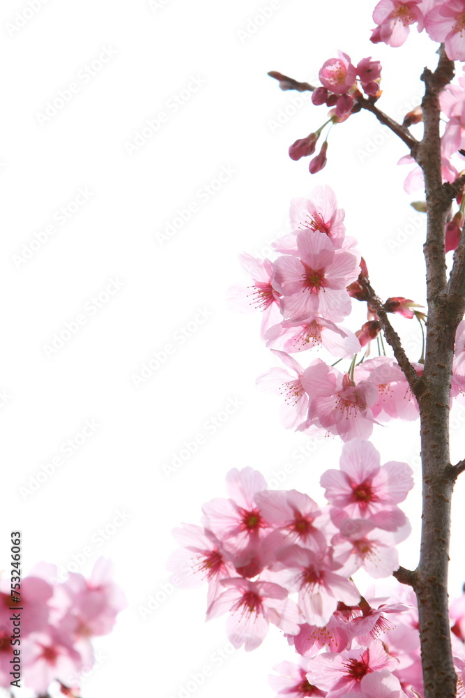 満開の陽光桜のクローズアップ 白背景 満開の陽光桜のクローズアップ 白背景