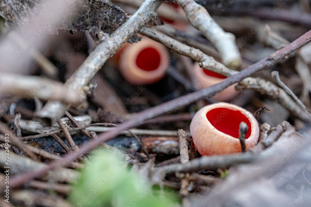 Sarcoscypha austriaca mushroom known as Scarlet elf cup Sarcoscypha austriaca mushroom known as Scarlet elf cup