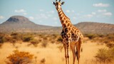 Graceful giraffe standing tall in natural beauty of the vast and serene savannah wilderness