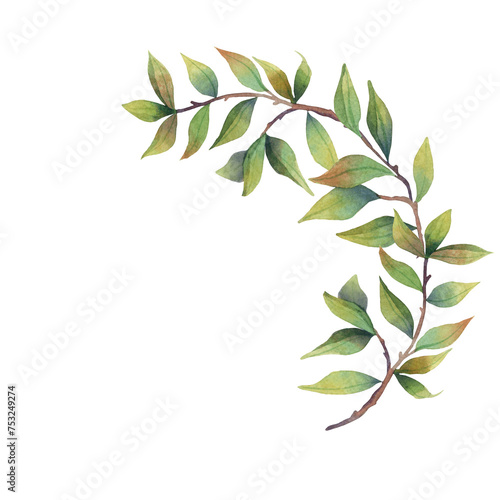 Watercolor green pomegranate leaves on branch tree. High quality illustration