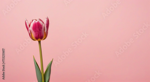 pink tulip on white background #753250617