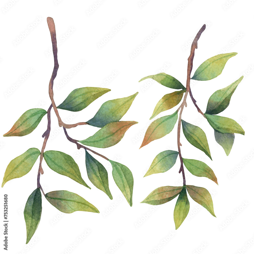 Watercolor green pomegranate leaves on branch tree. High quality illustration