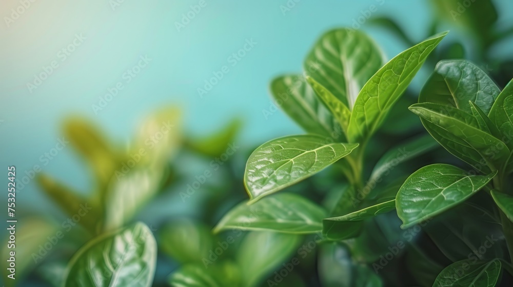 a close up of a green leafy plant with a blue sky in the backgrounnd of the picture. a close up of a green leafy plant with a blue sky in the backgrounnd of the picture.