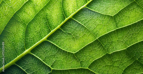 Zielony liść makro photo