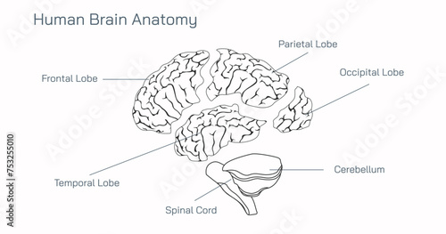 Human Brain Anatomy and How the Brain Works vector illustration. Frontal Lobe, Parietal Lobe, Temporal Lobe, Spinal Cord, Cerebellum, Occipital Lobe