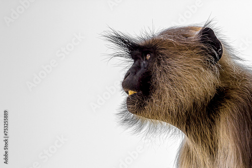 Close-up portrait of a gray langur looking away. Bengal sacred langur (Semnopithecus entellus, Northern plains gray) lives in the tropics in India. Wildlife, nature, animal, motherhood. photo