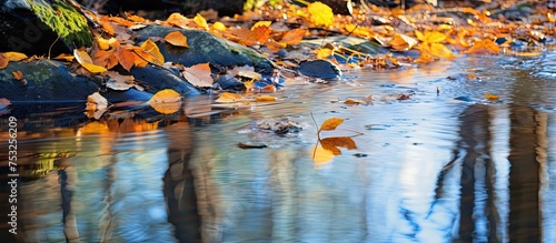 Tranquil Puddle with Floati...