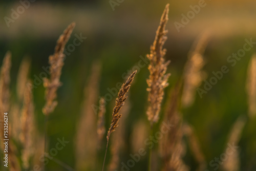 close up of grass