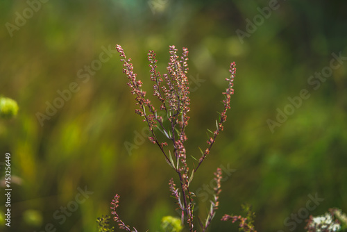 grass in the wind