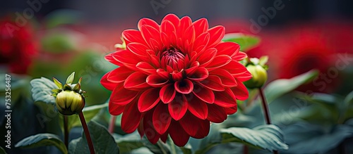 Vibrant Red Flower Blooms A...