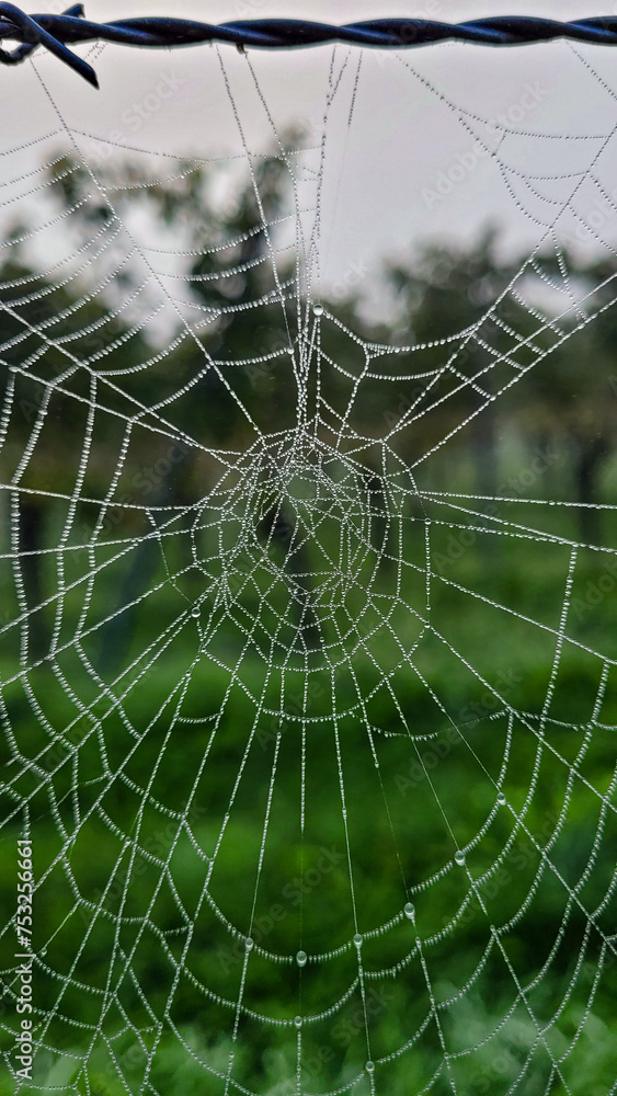 Beautiful spider web in the morning dew. Natural masterpieces