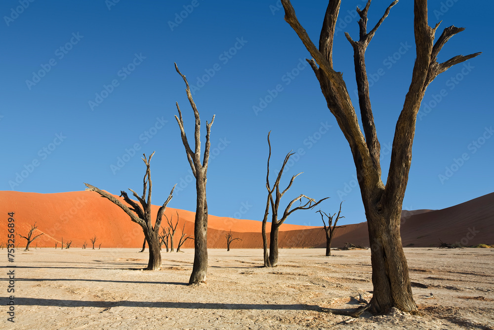 Afrika, Namibia, Nationalpark, Namib Naukluft Park, Sossusvlei, Deadvlei, Kameeldormbäume, Kameeldornbaum, Baum, tot, ausgetrocknet, Dünen, Wüste