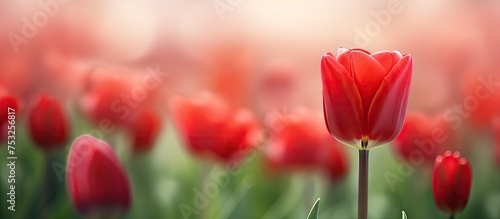 Vibrant Red Tulip Stands Ou...