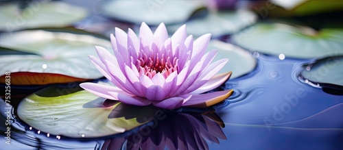 Serene Pink Water Lily Floa...