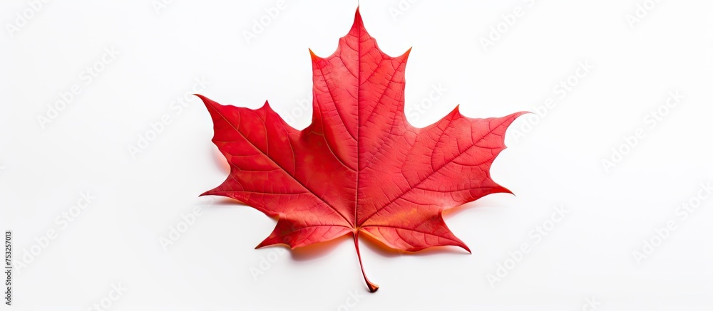 Fototapeta premium Vibrant Red Maple Leaf Symbolizes Fall Season on Clean White Background